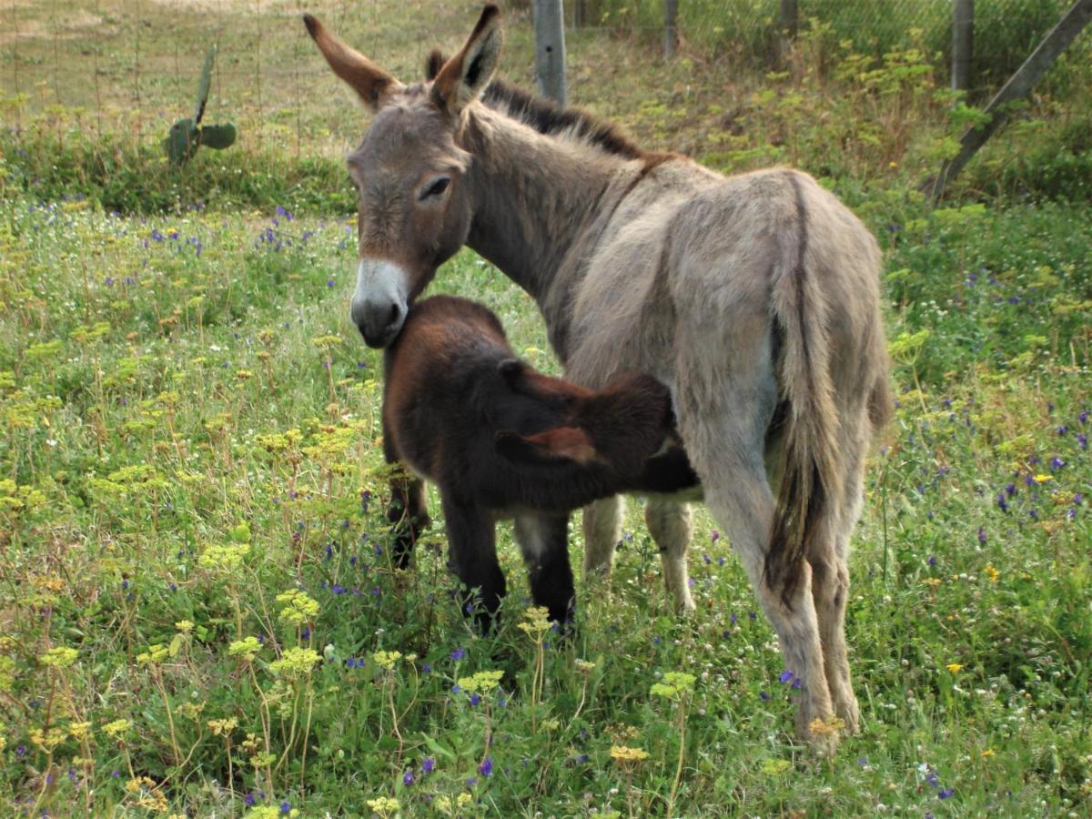 Agriturismo Lu Branu Arzachena Zewnętrze zdjęcie